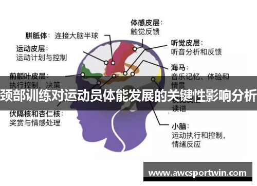 颈部训练对运动员体能发展的关键性影响分析